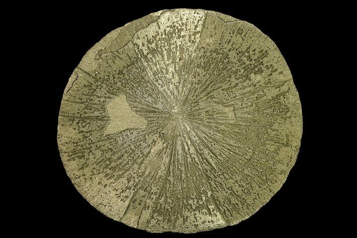 Large, Pyrite Sun - Sparta, Illinois #134890